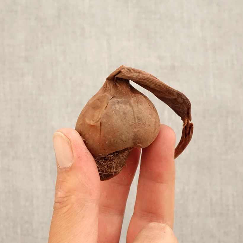 Esemplare di Colchicum macrophyllum - Colchico Bulbo taglia 13+ come consegnato in autunno