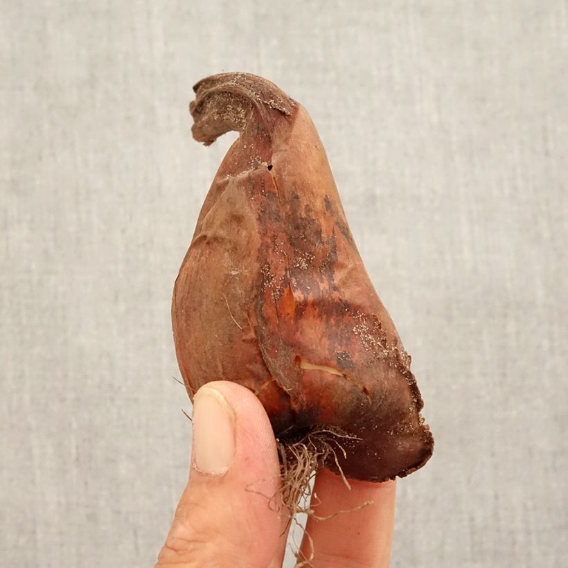 Esemplare di Colchicum speciosum - Colchico Bulbo taglia 16+ come consegnato in autunno