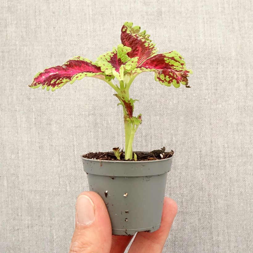 Coleus Le Freak mini-pianta esemplare consegnato in primavera