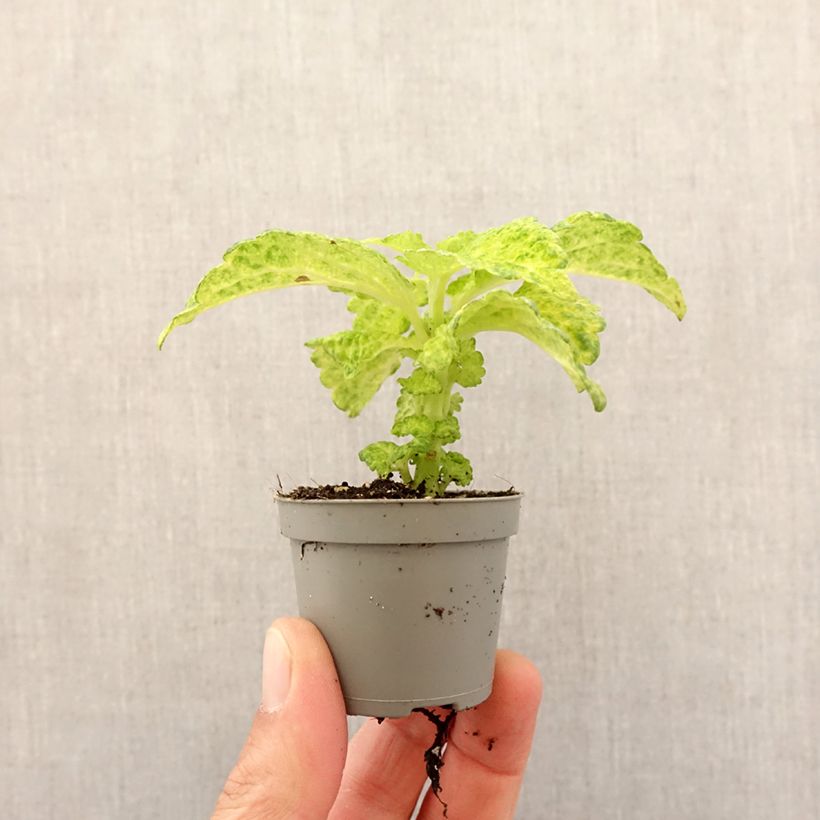 Coleus MS River Walk mini-pianta esemplare consegnato in primavera