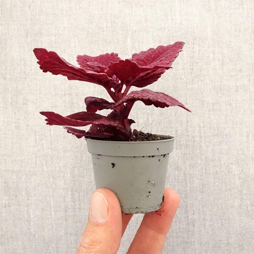Coleus MS Second Street mini-pianta esemplare consegnato in primavera