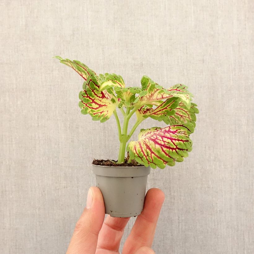 Coleus Spacecake mini-pianta esemplare consegnato in primavera