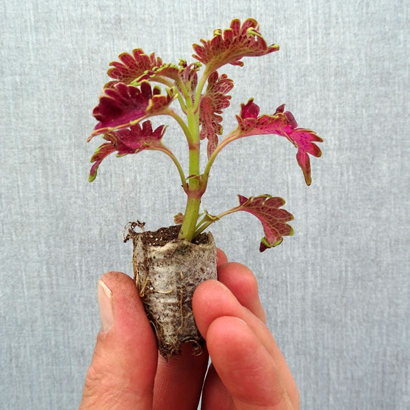 Coleus Vulcan mini zolla... esemplare consegnato in primavera