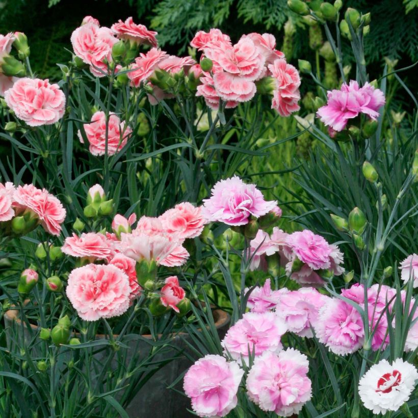 Collezione 3 garofani mignon profumati (Flowering)