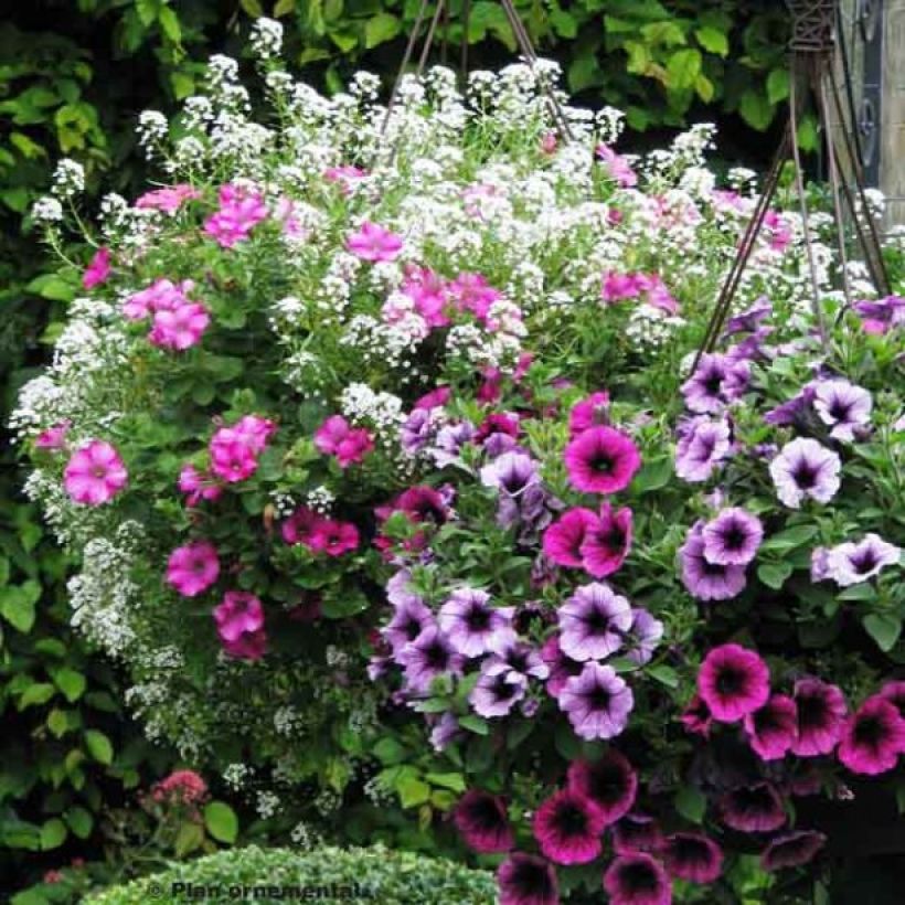 Collezione Berry Cascade (Flowering)