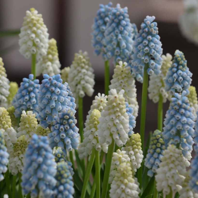 Collezione Muscari Magic (Fioritura)