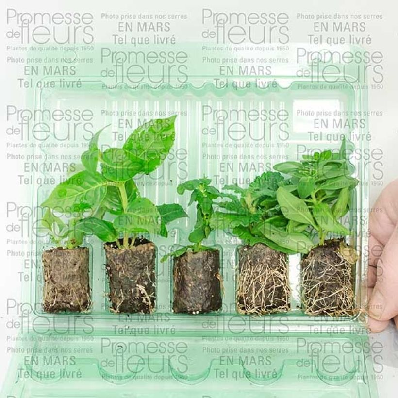 Esempio di esemplare Collection Out of the blue come consegnato