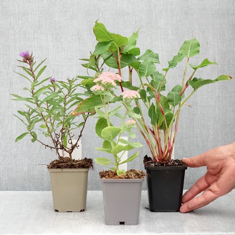 Esemplare di Collezione 3 Perenni indispensabili per l'autunno come consegnato in autunno