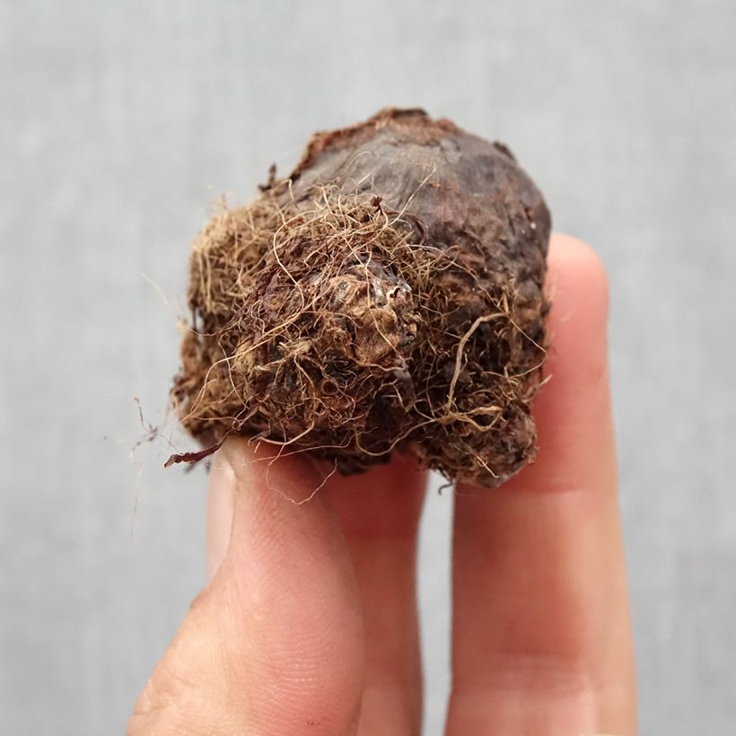 Example of Colocasia Black magic - Taro Bulbo taglia I as you get in printemps