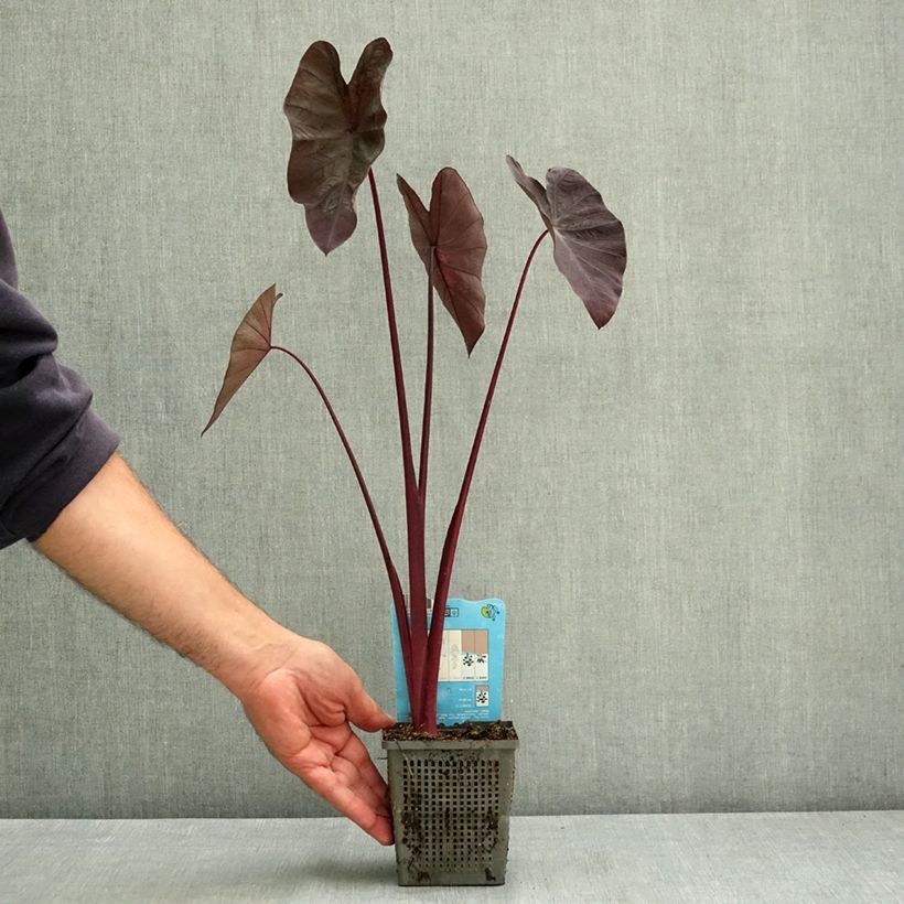Esemplare di Colocasia Black magic - Taro Vasetto da 8/9 cm consegnato in estate