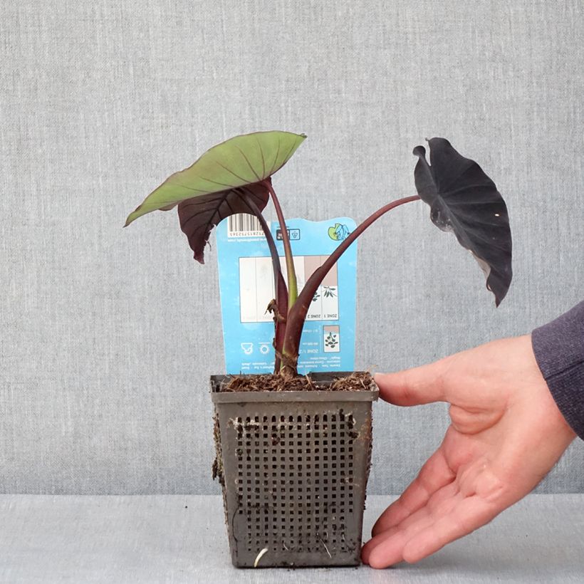 Example of Colocasia Black magic - Taro Vasetto da 8/9 cm as you get in printemps