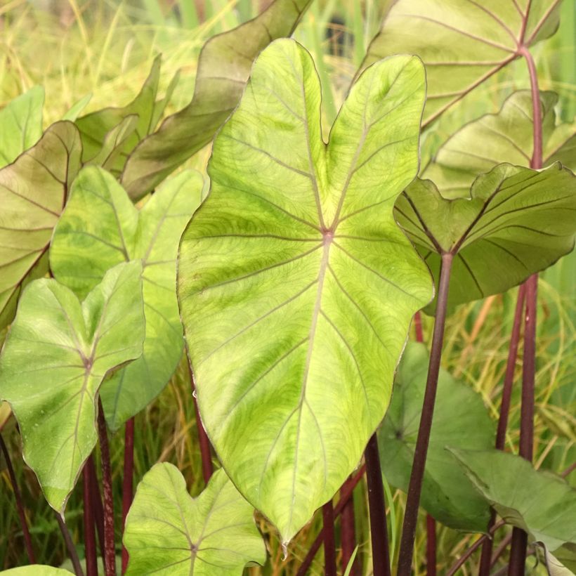 Colocasia esculenta Fontanesii - Taro (Fogliame)