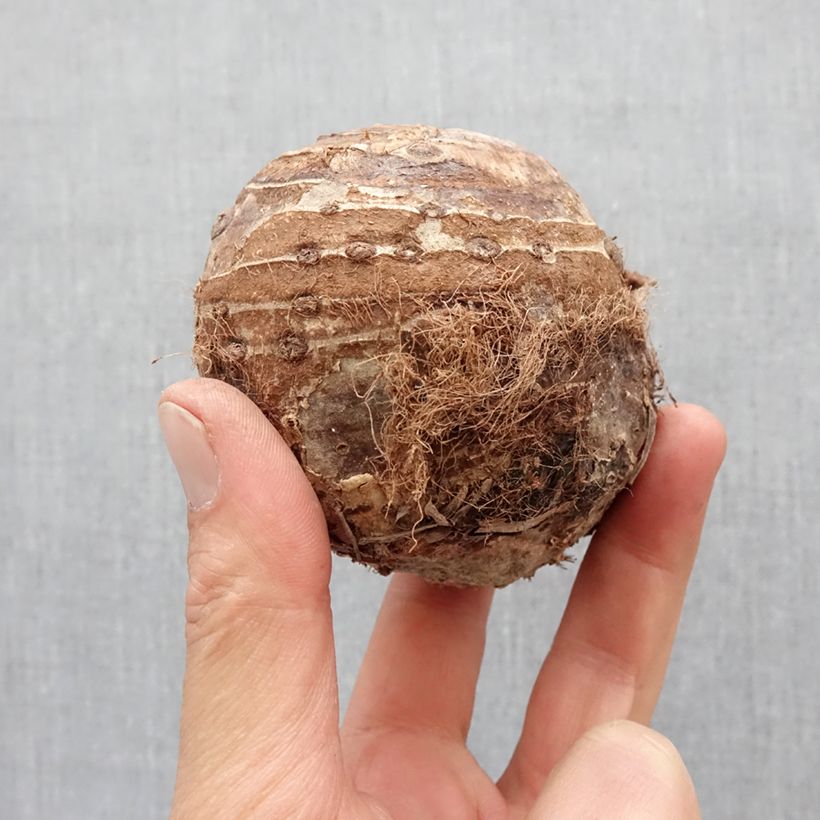 Colocasia esculenta - Taro Bulbo taglia 32+ esemplare consegnato in primavera