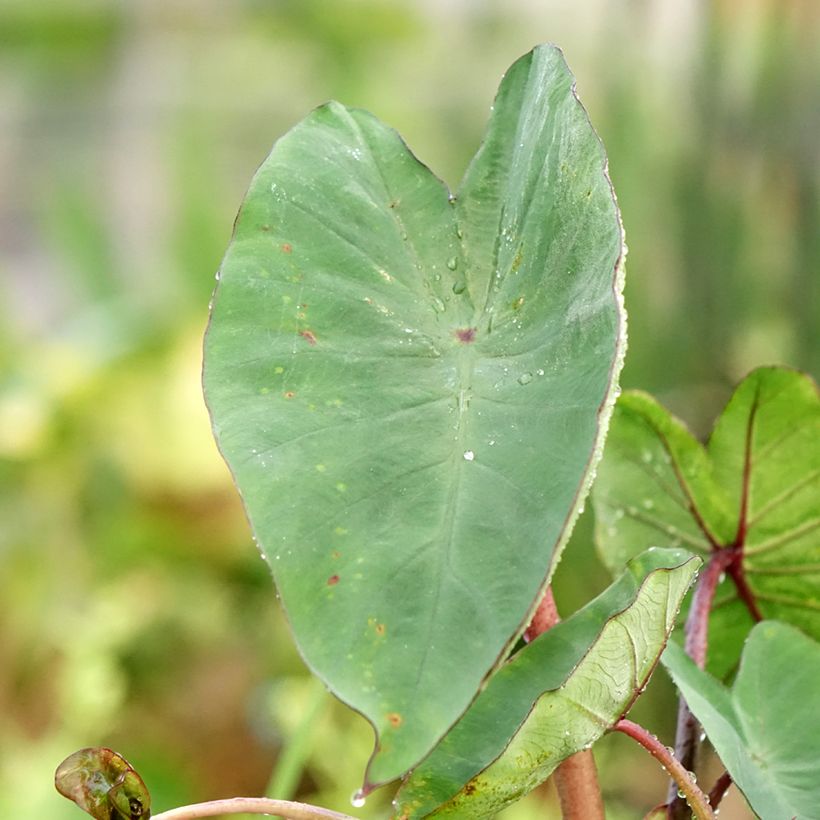 Colocasia esculenta Tea cup - Taro (Fogliame)