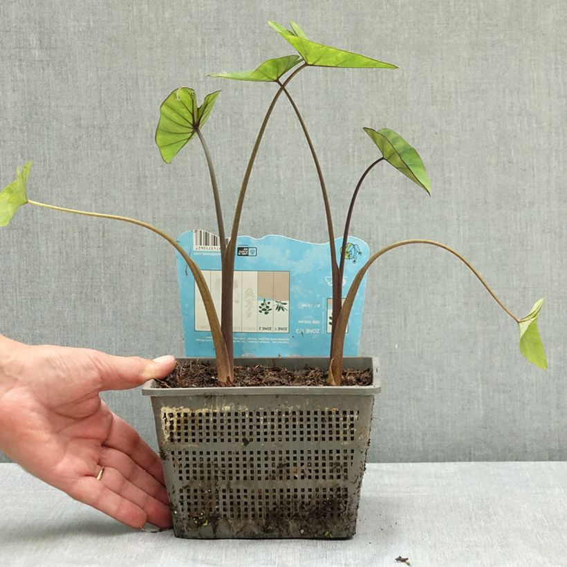 Esemplare di Colocasia esculenta Tea cup - Taro Vaso da 4L/5L consegnato in estate