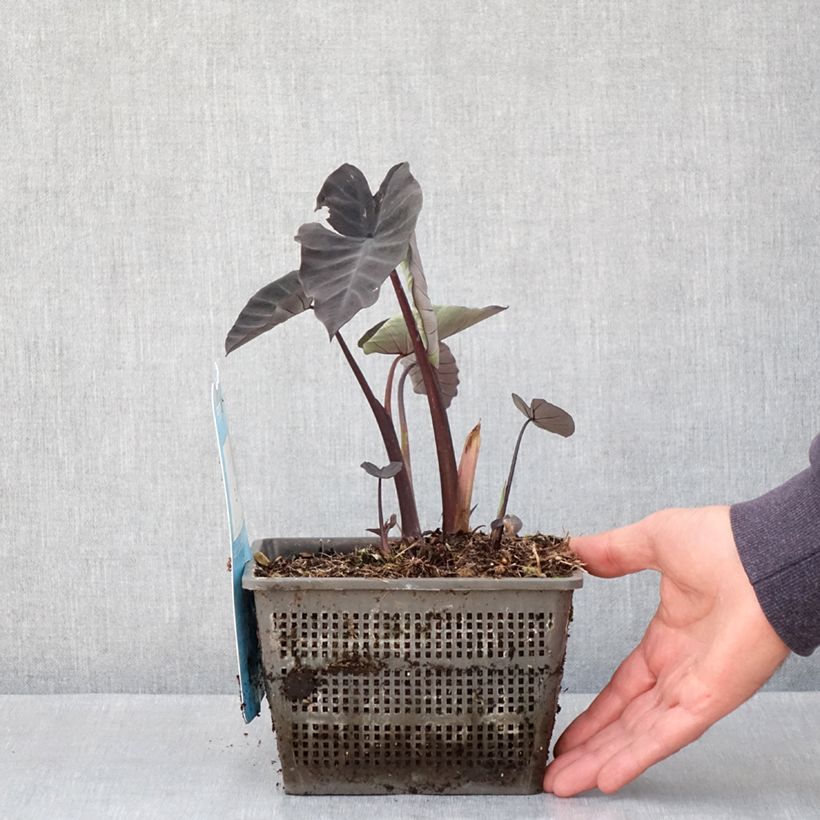 Example of Colocasia Kona Coffee - Taro Vaso da 4L/5L as you get in printemps