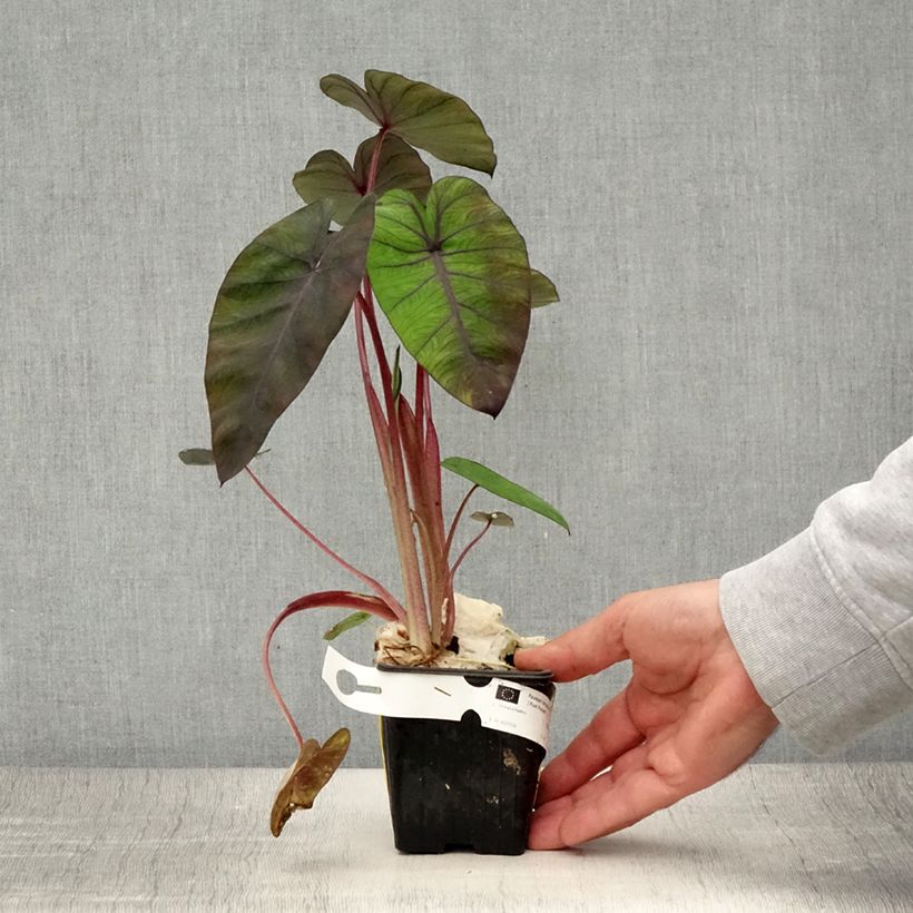 Esemplare di Colocasia Madeira - Taro Vasetto da 8/9 cm consegnato in estate