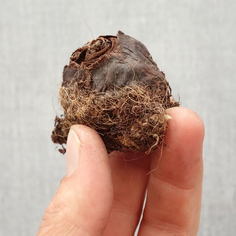 Colocasia Maui Gold - Taro Bulbo taglia I esemplare consegnato in primavera