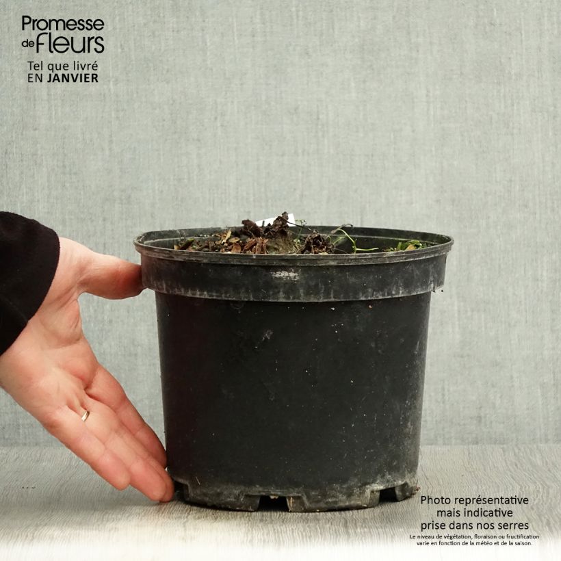 Example of Colocasia Painted Black Gecko - Taro Vaso da 4L/5L as you get in hiver