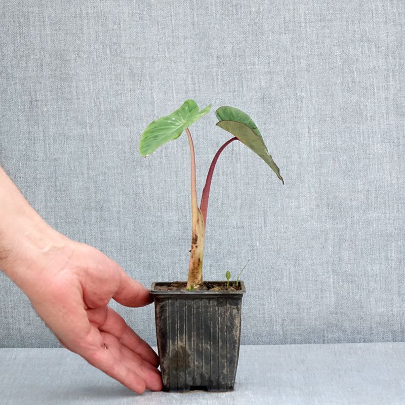 Example of Colocasia Pink China - Taro Vasetto da 8/9 cm as you get in printemps