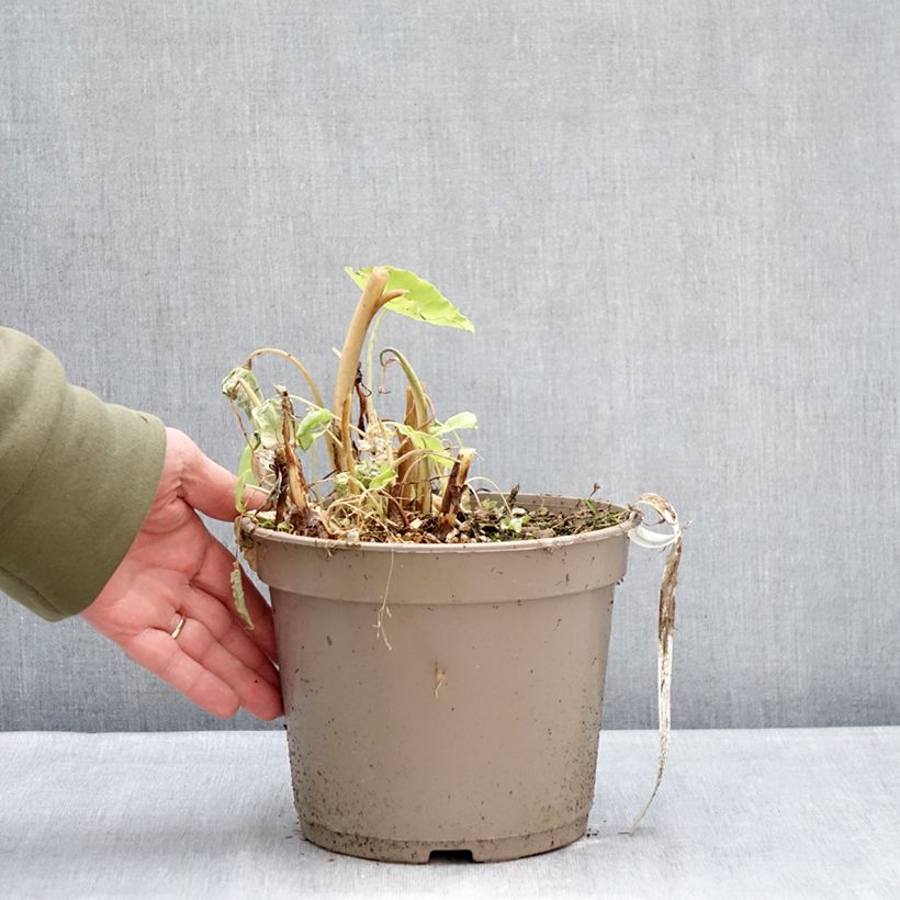 Example of Colocasia Red Eyed Gecko - Taro Vaso da 4L/5L as you get in hiver