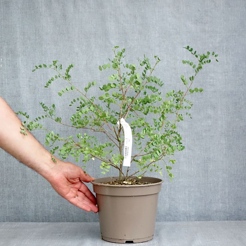 Colutea media Copper Beauty - Vesicaria Vaso da 3L/4L esemplare consegnato in primavera