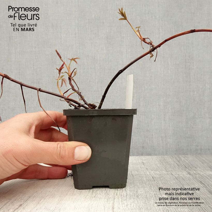 Comarum palustre - Cinquefoglia delle paludi Vasetto da 8/9 cm esemplare consegnato in primavera