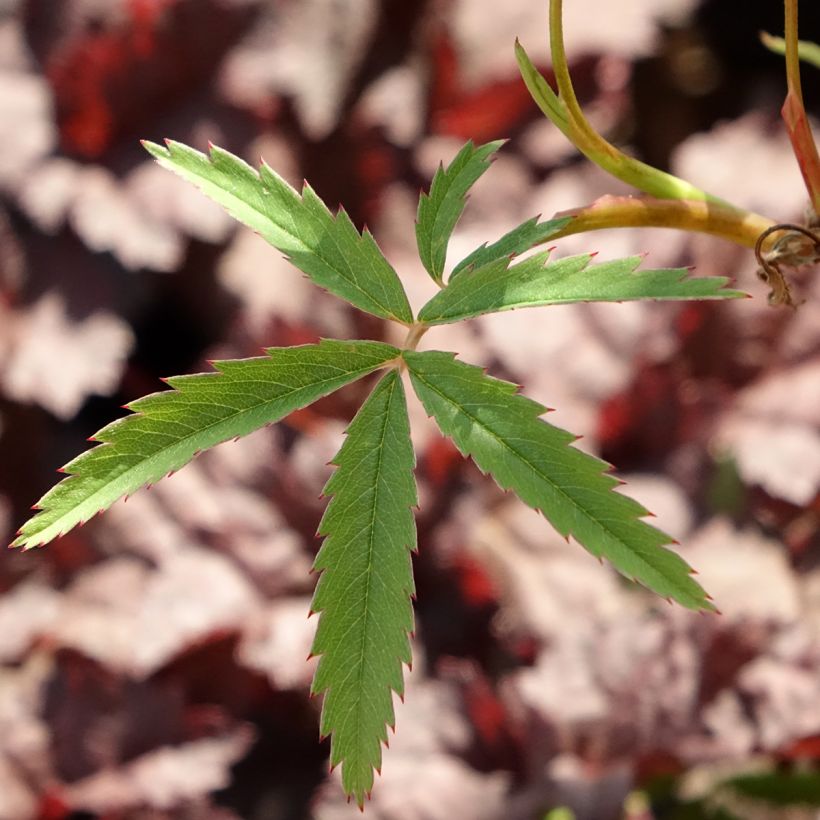 Comarum palustre - Cinquefoglia delle paludi (Fogliame)