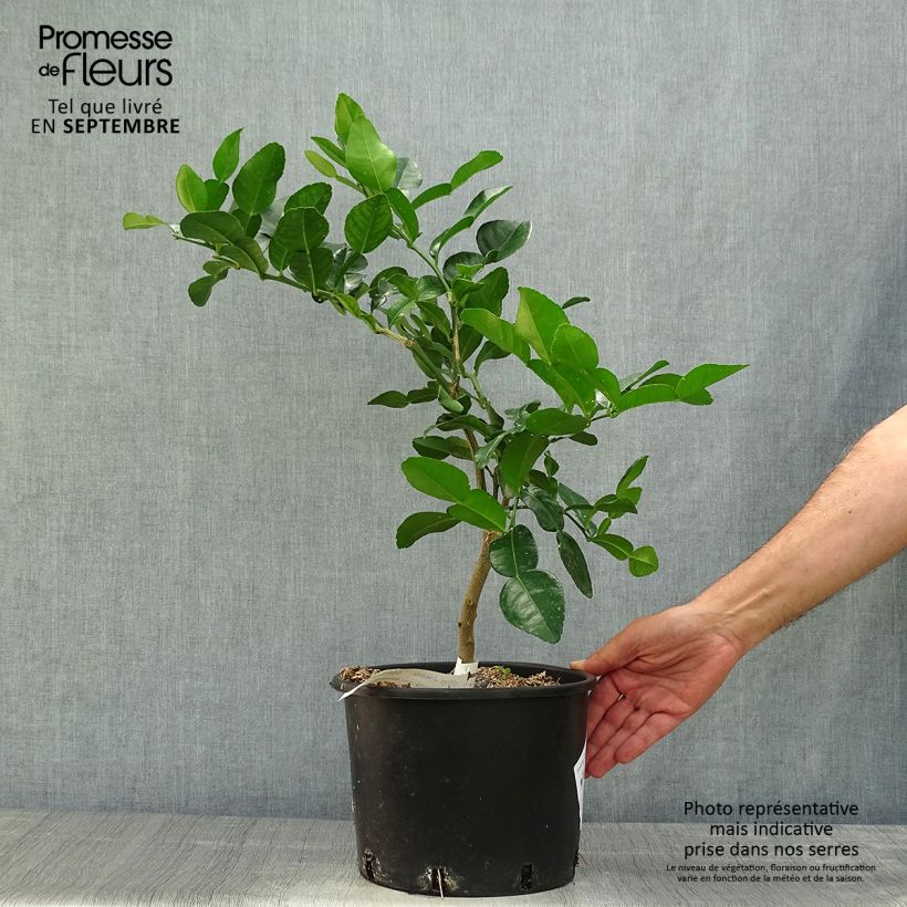 Esemplare di Citrus hystrix - Combava Vaso da 4L/5L come consegnato in autunno