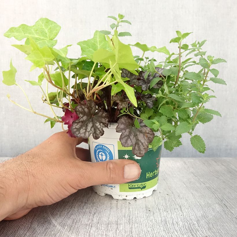 Esemplare di Composizione Autunno Breeze - composizione di 3 piante Vaso da Ø 12 cm / 13 cm consegnato in estate