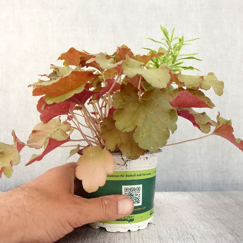 Esemplare di Composizione Hidden Treasure - composizione di 3 piante Vaso da Ø 12 cm / 13 cm consegnato in estate