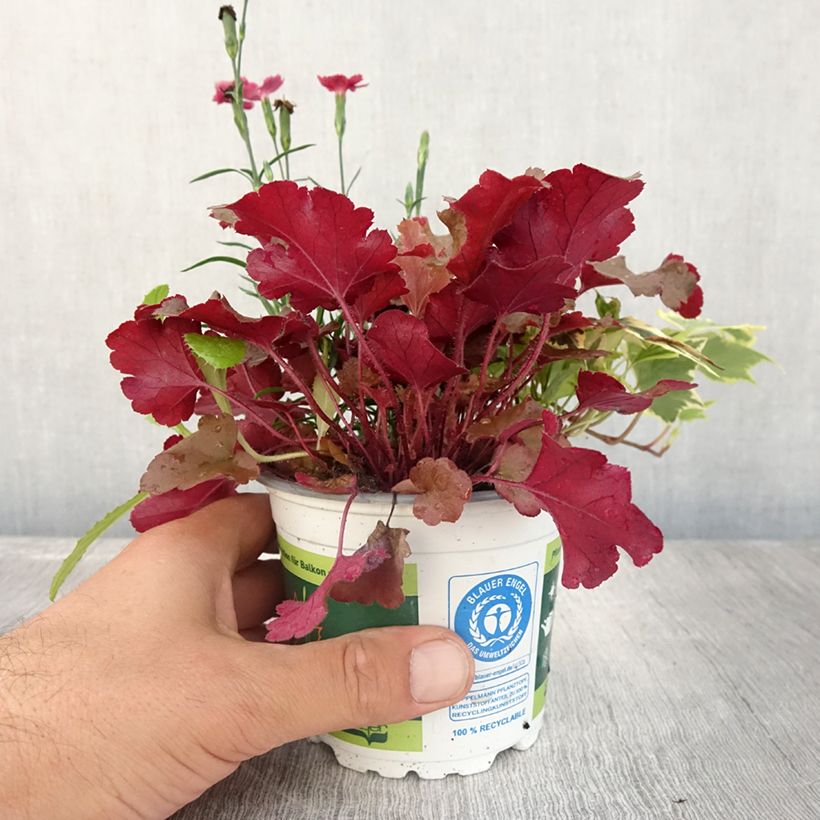 Esemplare di Composizione Portafortuna - composizione di 3 piante Vaso da Ø 12 cm / 13 cm consegnato in estate