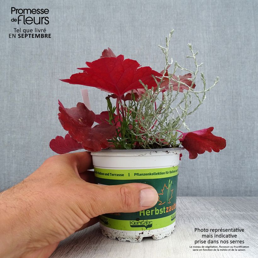 Esemplare di Composizione Passeggiata Mattutina - Composizione di 3 piante Vaso da Ø 12 cm / 13 cm come consegnato in autunno