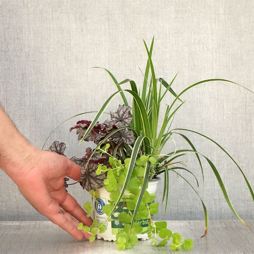 Esemplare di Composizione Silent Sunday - composizione di 4 piante Vaso da Ø 12 cm / 13 cm consegnato in estate