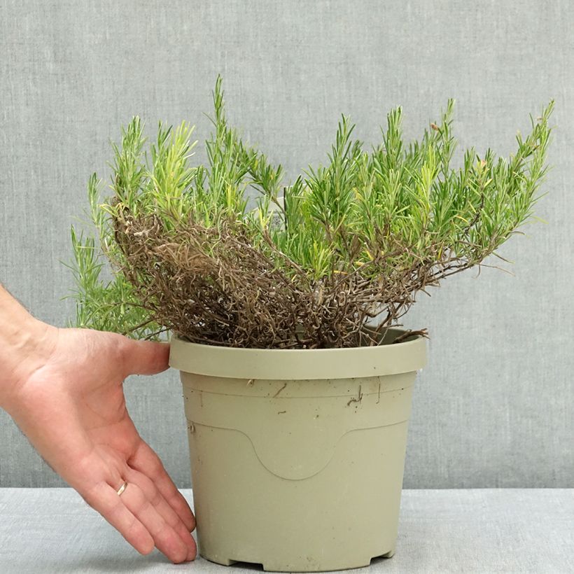 Esemplare di Conradina Little Rosie Vaso da 3L/4L consegnato in estate