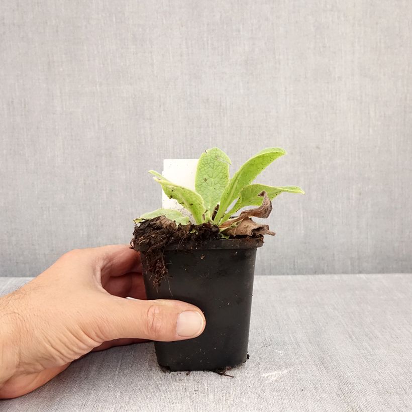 Esemplare di Symphytum azureum - Consolida blu Vasetto da 8/9 cm come consegnato in autunno