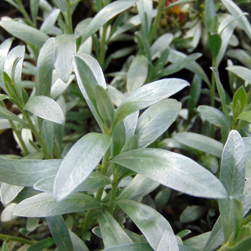 Convolvulus cneorum - Convolvolo bianco (Foliage)