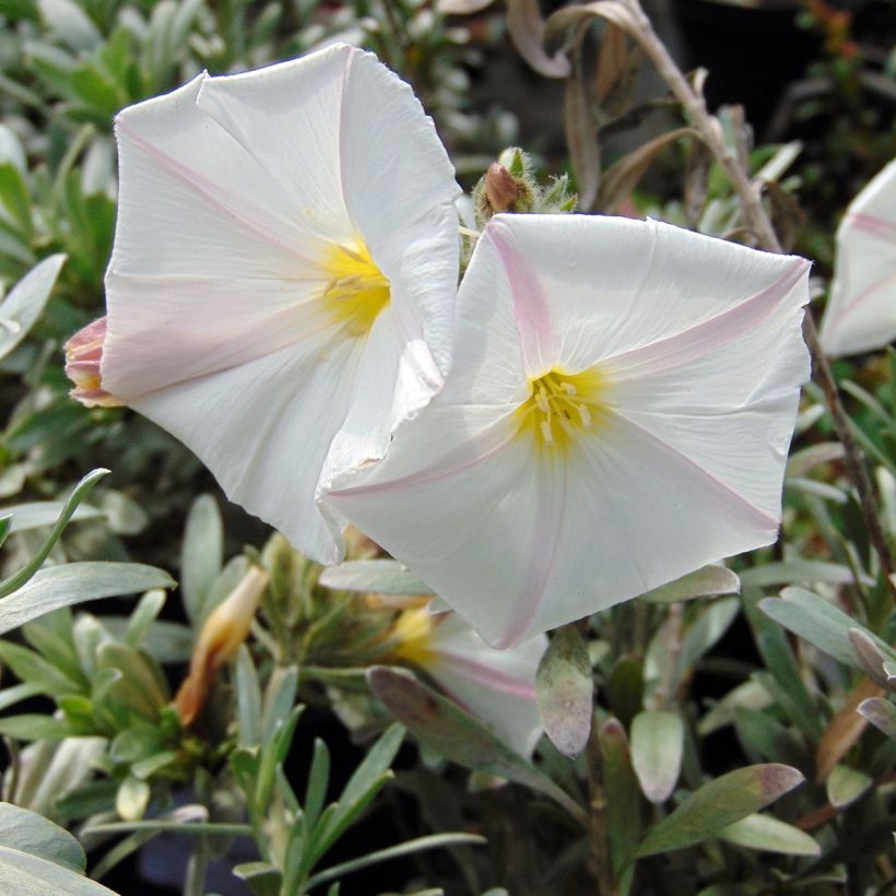 Convolvulus cneorum - Convolvolo bianco (Flowering)