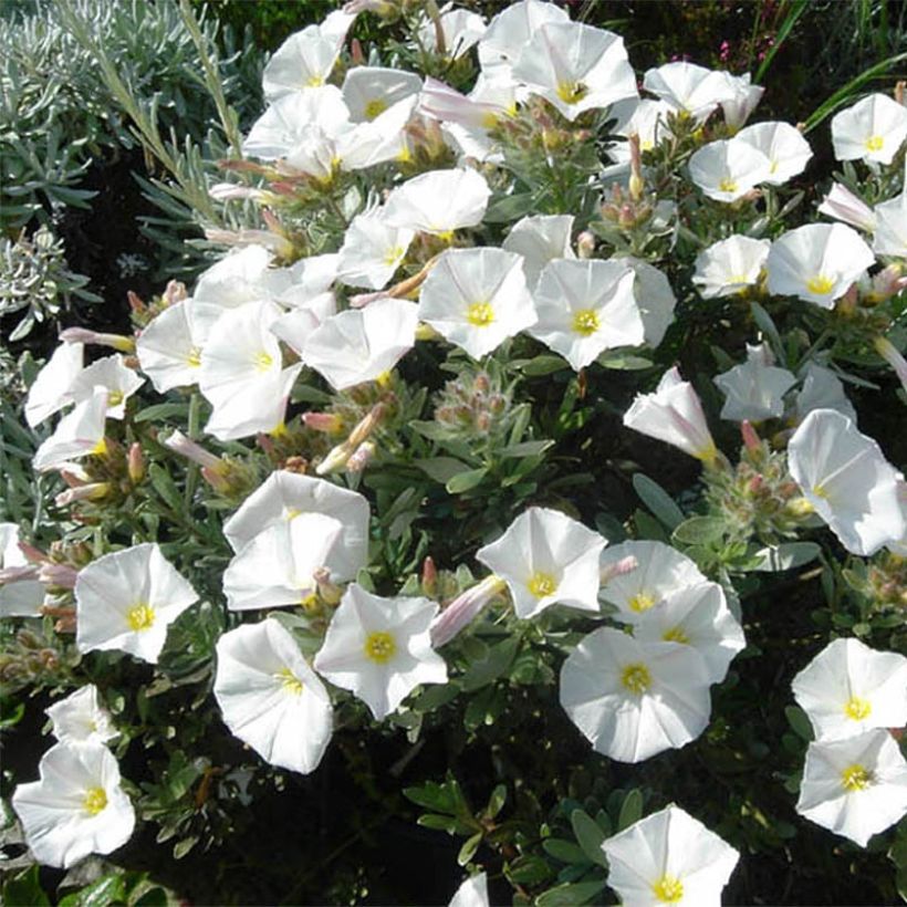 Convolvulus cneorum - Convolvolo bianco (Plant habit)