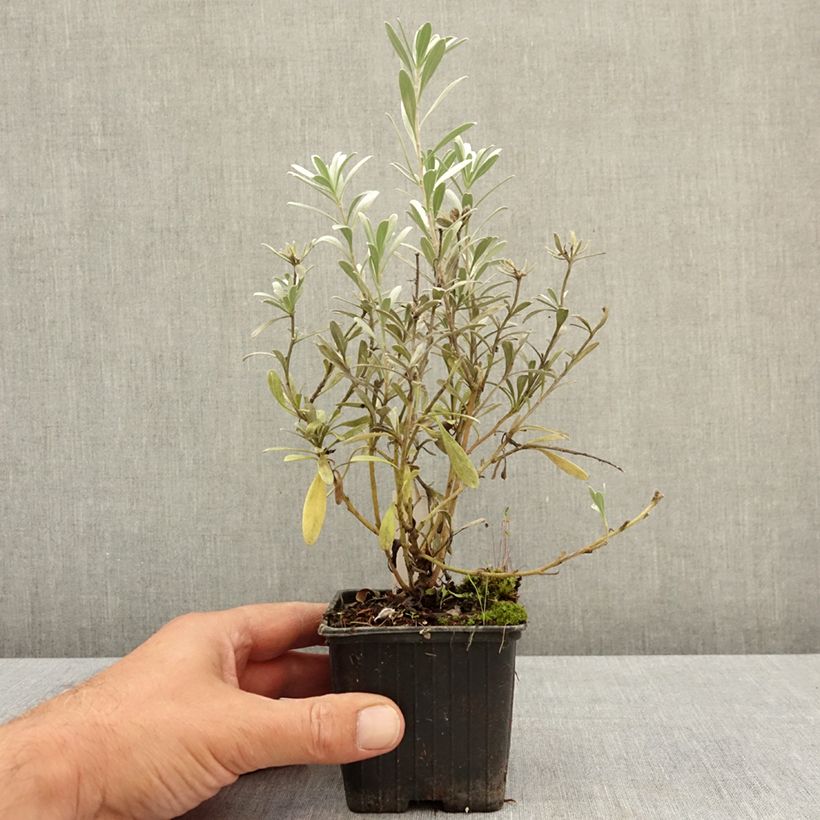 Esemplare di Convolvulus cneorum - Convolvolo bianco Vasetto da 8/9 cm consegnato in estate