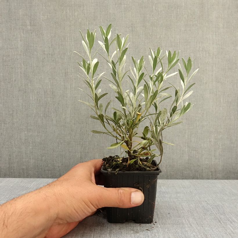 Convolvulus cneorum - Convolvolo bianco Vasetto da 8/9 cm esemplare consegnato in primavera