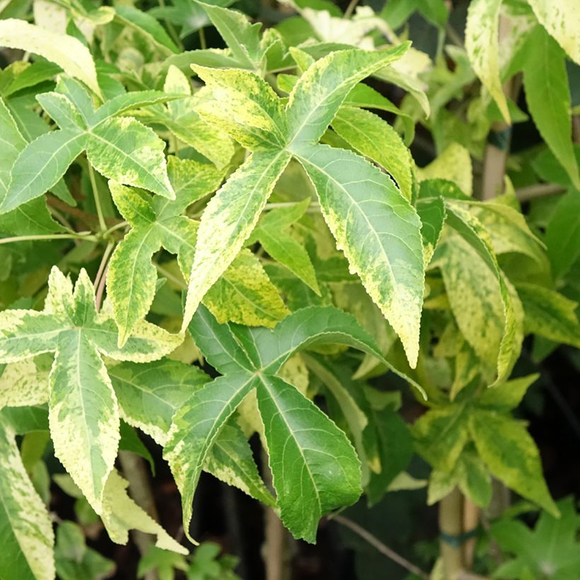 Liquidambar styraciflua Aurora - Storace americano (Foliage)
