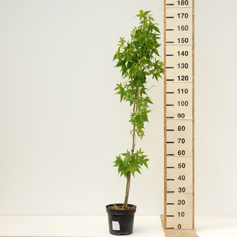 Example of Liquidambar styraciflua Aurora - Storace americano Vaso da 4L/5L as you get in printemps