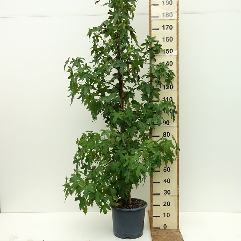 Esemplare di Liquidambar styracyflua Stella - Storace americano Vaso da 12L/15L consegnato in estate