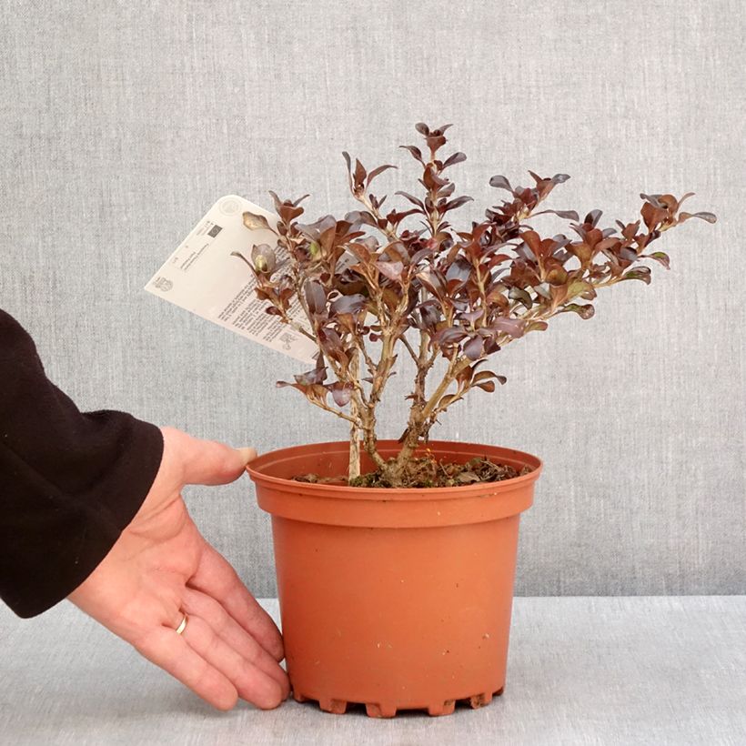 Coprosma Chocolate Soldier Pot de 2L/3L esemplare consegnato in inverno