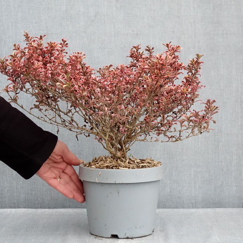 Example of Coprosma Pacific Dawn - Pianta specchio Vaso da 2L/3L as you get in hiver