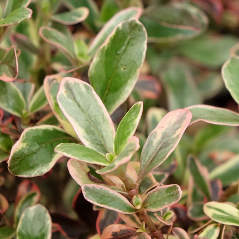 Coprosma Pacific Dawn - Pianta specchio (Fogliame)
