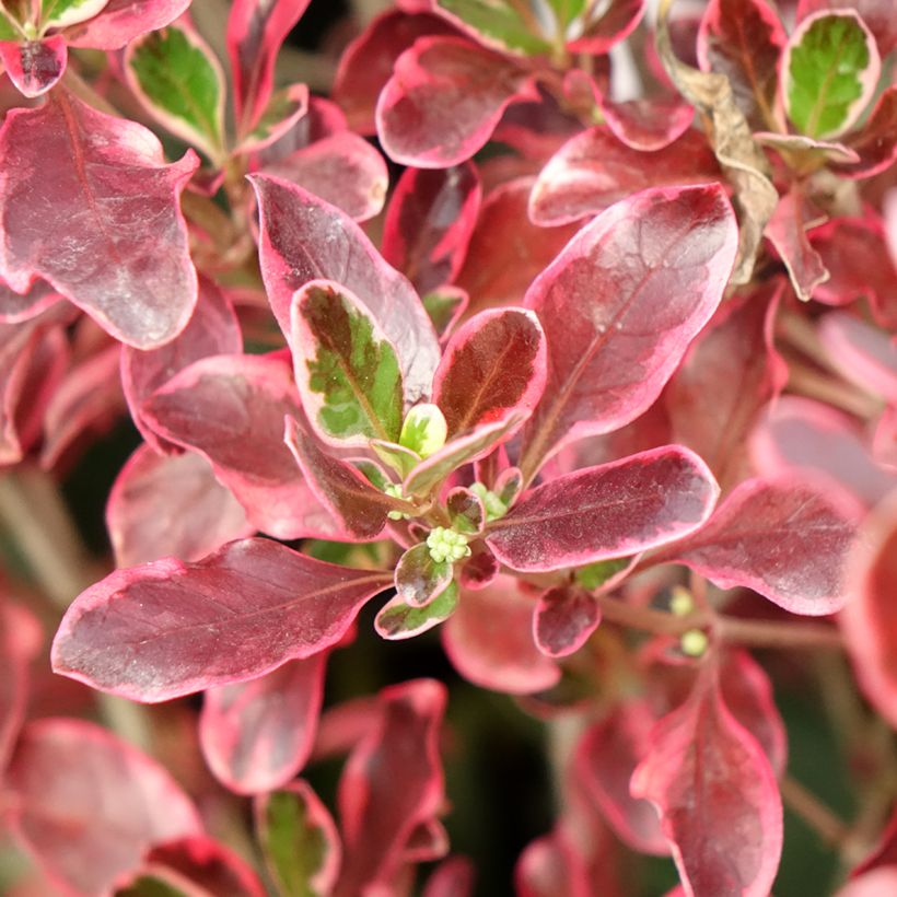 Coprosma repens Eclipse (semi) - Pianta specchio (Fogliame)