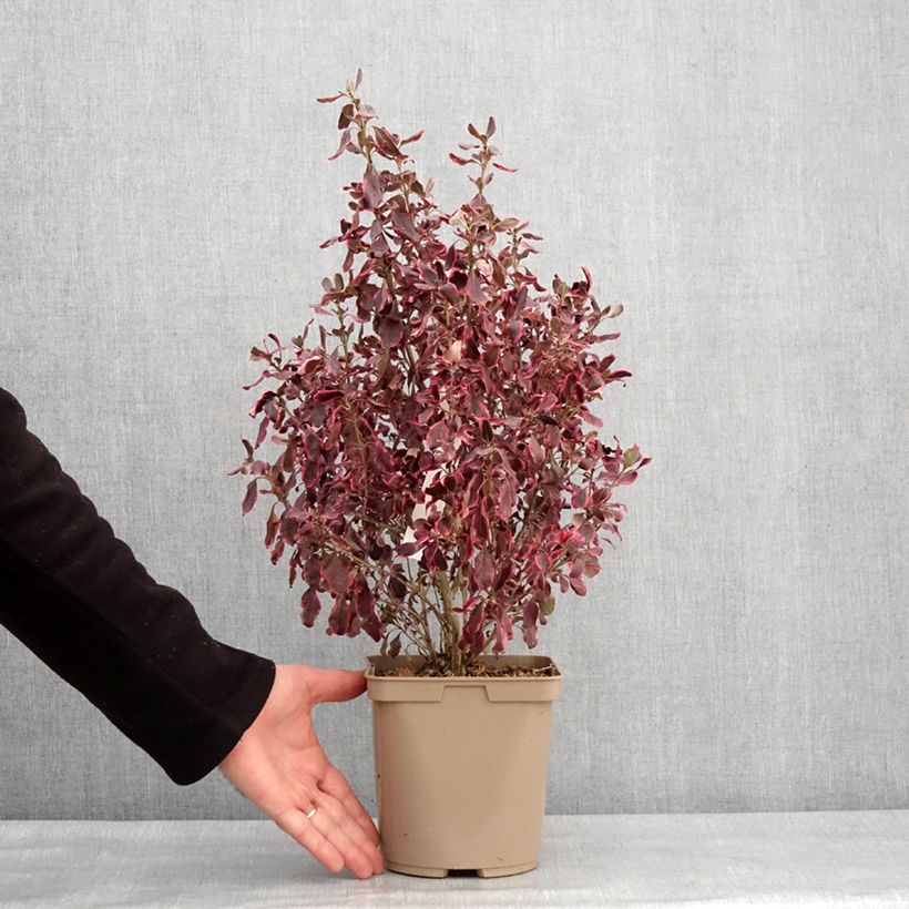 Coprosma repens Eclipse Pot de 3L/4L esemplare consegnato in inverno