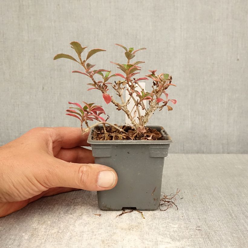 Coprosma repens Fire Burst - Pianta specchio Vasetto da 8/9 cm esemplare consegnato in primavera